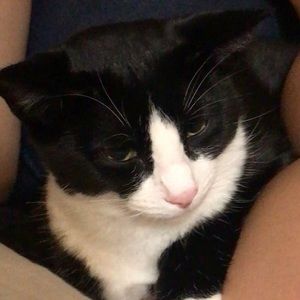 Meet your Posher, Pansy